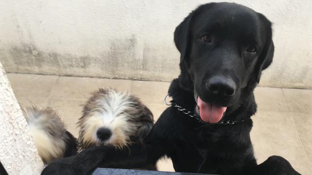 Casal de Labradores
