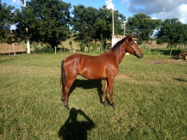 Cavalo Mangalarga Marchador - Potro Alazão