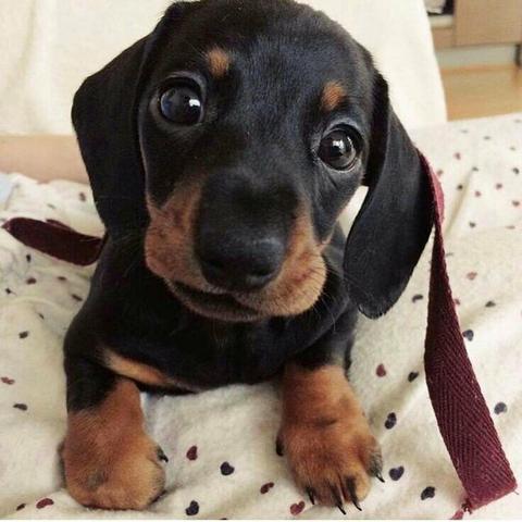 Linguiçinha Miniatura