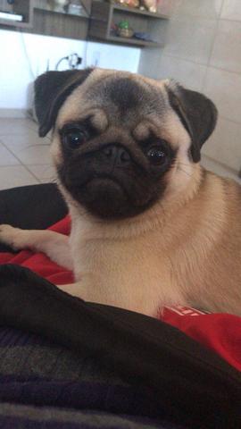 Pug fêmea