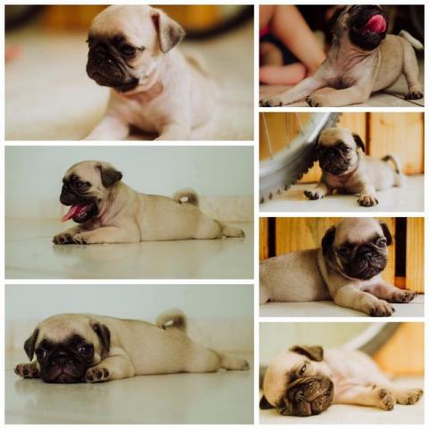 Pug mini exelente linhagem valor imoerdivel