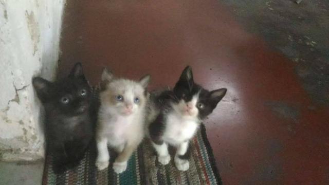 Adoção responsável