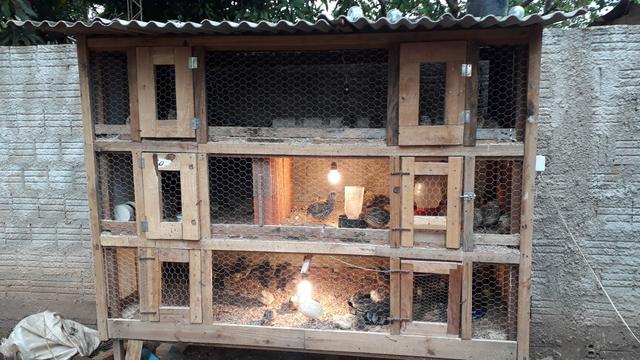 Vendo casal de codornas das branca e das pardas