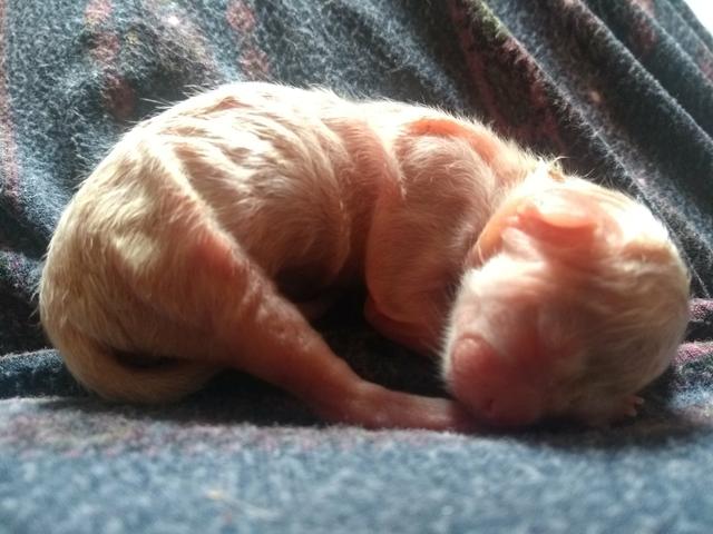 Alguma Gata pra Amamentar