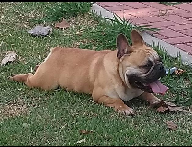 Bulldog francês padreador