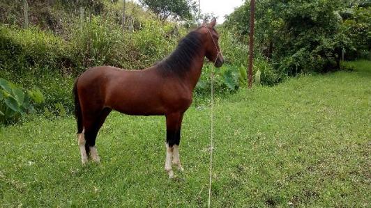 Potro mangalarga marchador