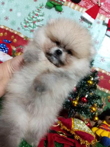 Spitz alemão verdadeiro lulu da pomerânea