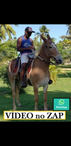 Vendo bela Mula de patrão de marcha batida