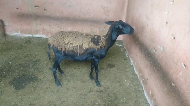 Vendo ovelha buchuda urgente