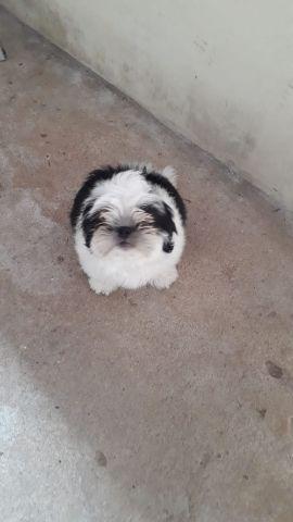 Shih Tzu