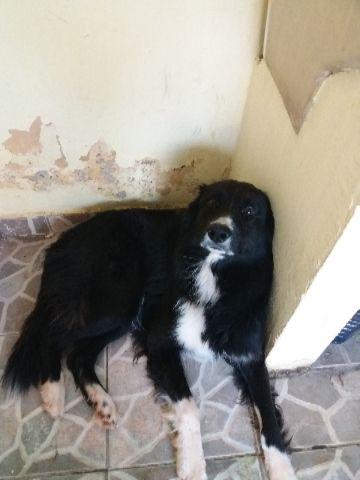 Border Collie encontrado