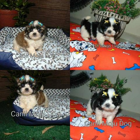 Lhasa apso femeas cada  em 12x