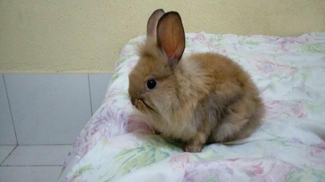 Mini coelho