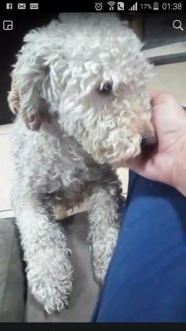 Poodle Pimpão sumiu