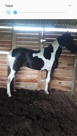 Potro pampo manga larga