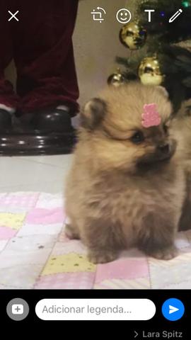 Spitz alemão fêmea anã Ursa TOP