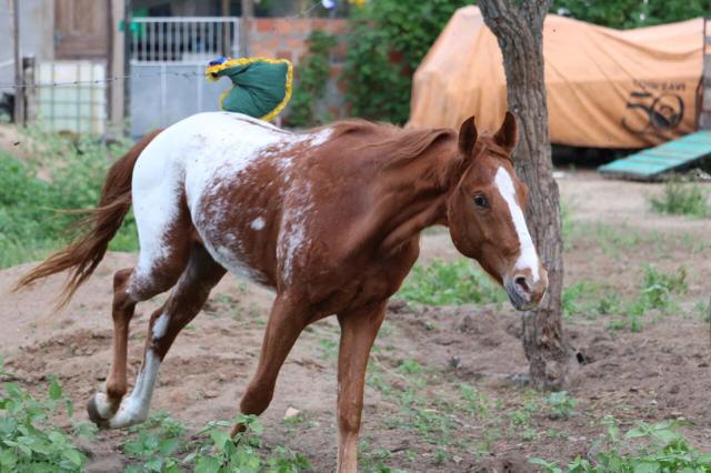 Vendo potro Appalosa