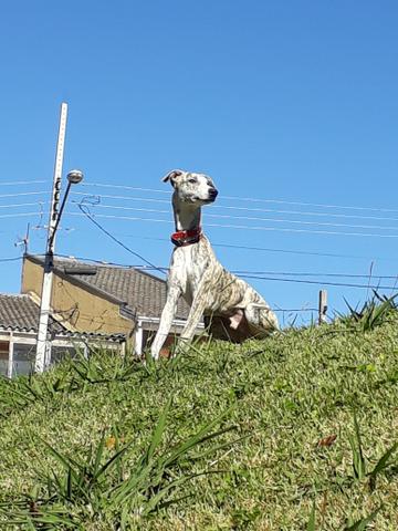 Whippet