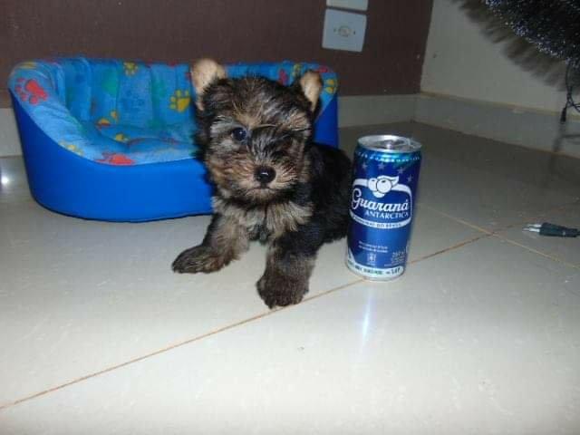 Yorkshire macho 60 dias 900 em 10x