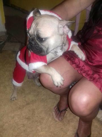 Bulldog frances femea