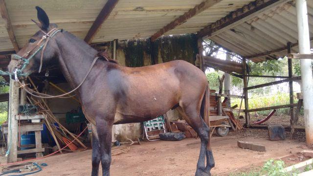 Burro muito bem domado