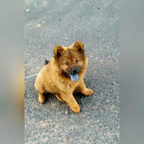 Chow Chow 4 Mes FEMEA