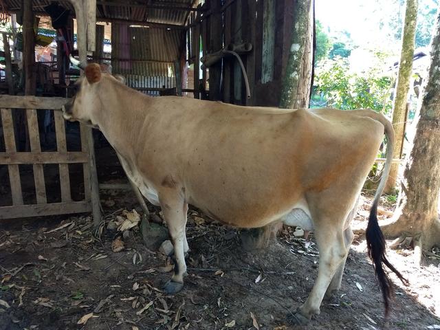 Vaca prenha Gersey, Jersey, jersei