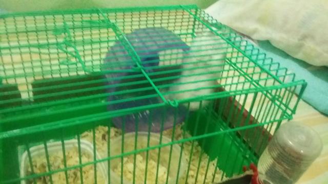 Vendo hamster