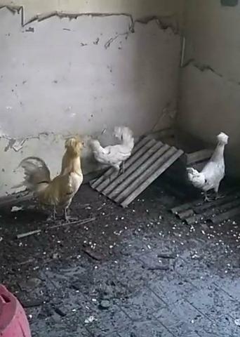 Vendo trio de galinhas paduana (polones)