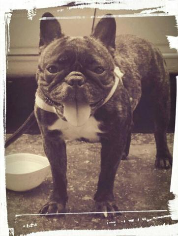 Bulldog adulta