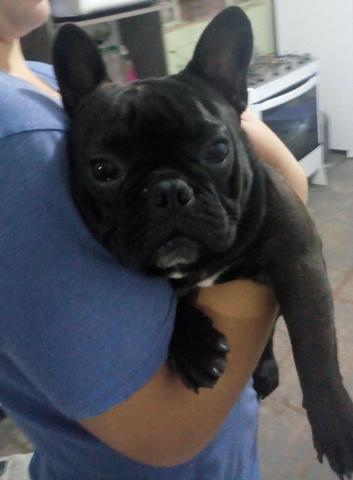 Bulldog francês