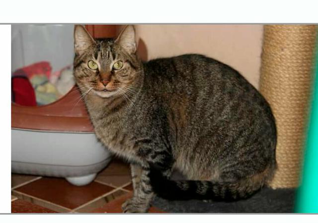 Estou a procura deste tipo de gato