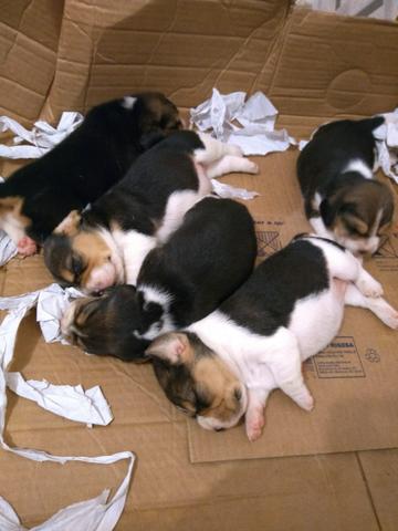 Fêmeas de beagle puro