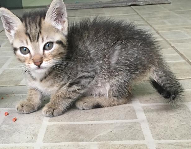 Gatinhas para adoção