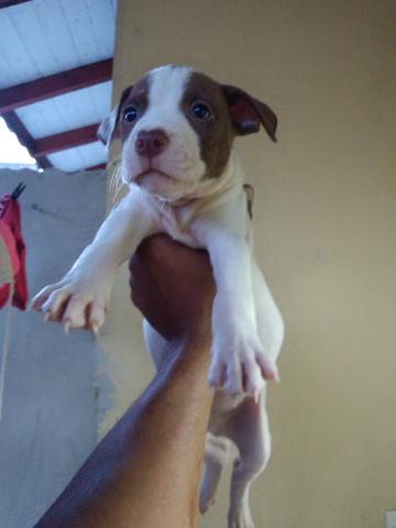 Pitbull rednose