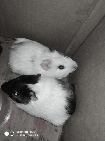 Porquinhos da índia pra adoção!