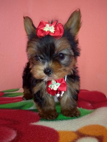 Vendo yorsheire fêmea