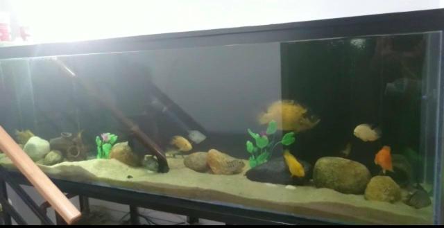 Aquarios de 130x60x60 e 200x60x50 no 10mm por encomenda