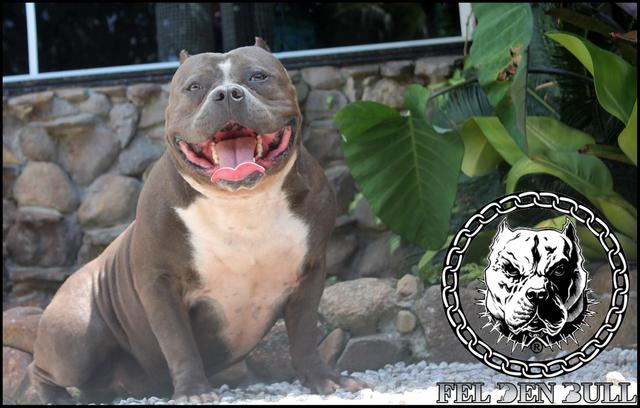 CANIL FEL DEN BULL (Thanos)