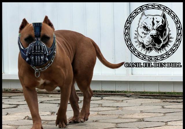 CANIL FEL DEN BULL padreador da raça American Staffordshire Terrier