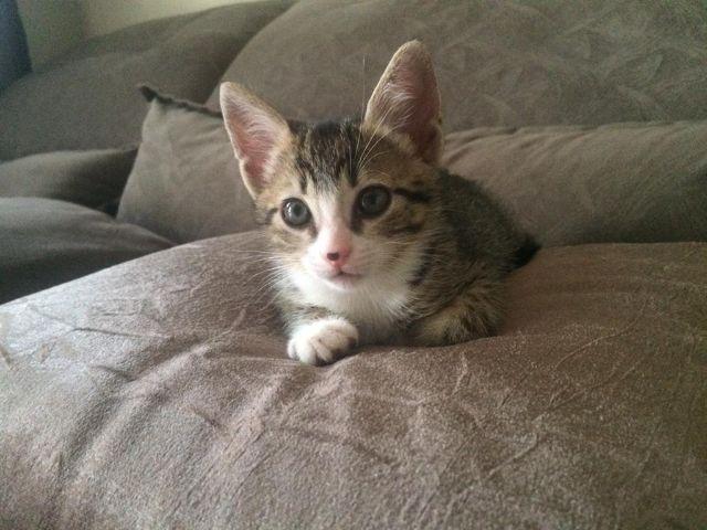 Doa-se linda gatinha,manda,brincalhona,come ração