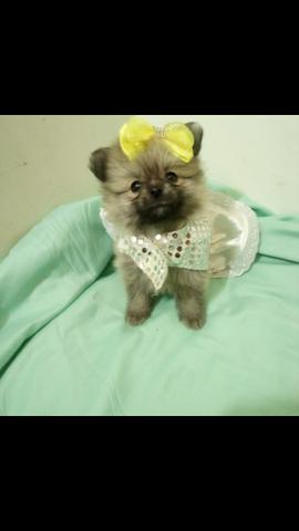 Spitz fêmea A MESMA DA FOTO DISPONÍVEL