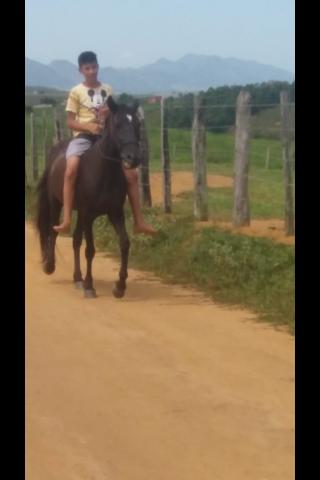 Égua meio sangue R$