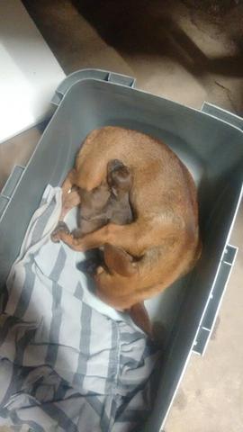 Pinscher puro sangue numero 1.