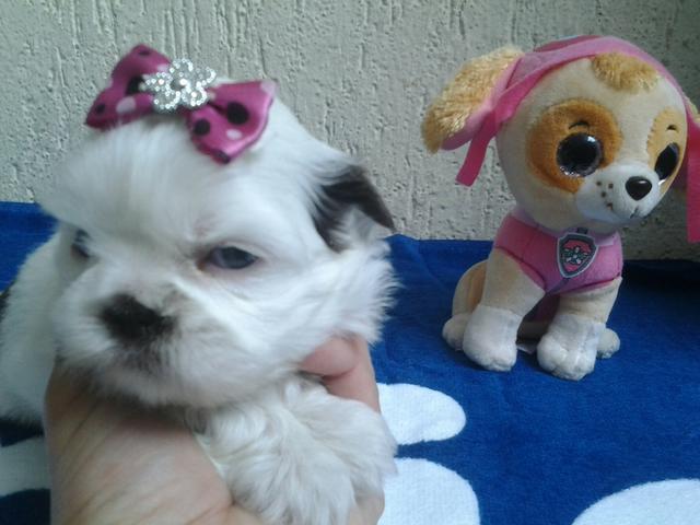 Shih tzu fêmea branco com chocolate