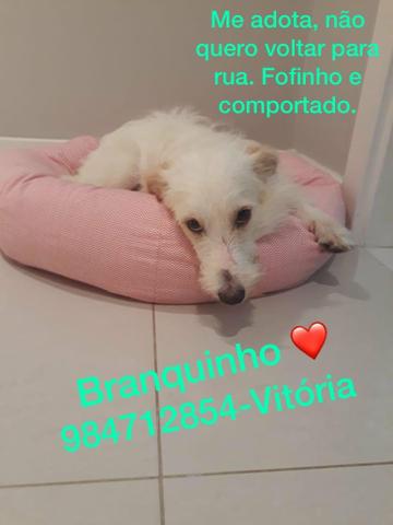 Adote Branquinho