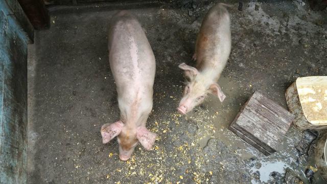 Vendo esta leitoa /Leia