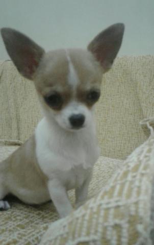 Chihuahua fêmea com pedigree