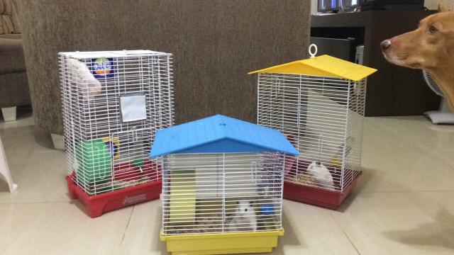 Gaiolas para hamster