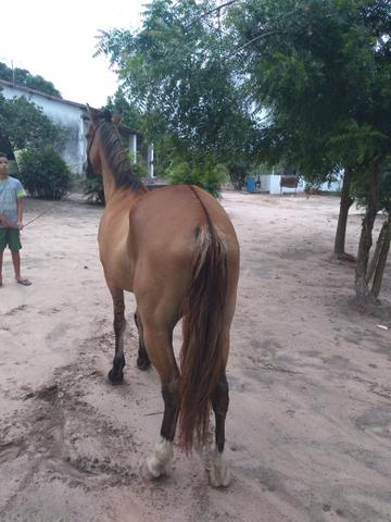 Ingles.vendo ou troco!